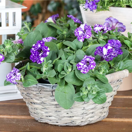 Petunia 'Night Sky'