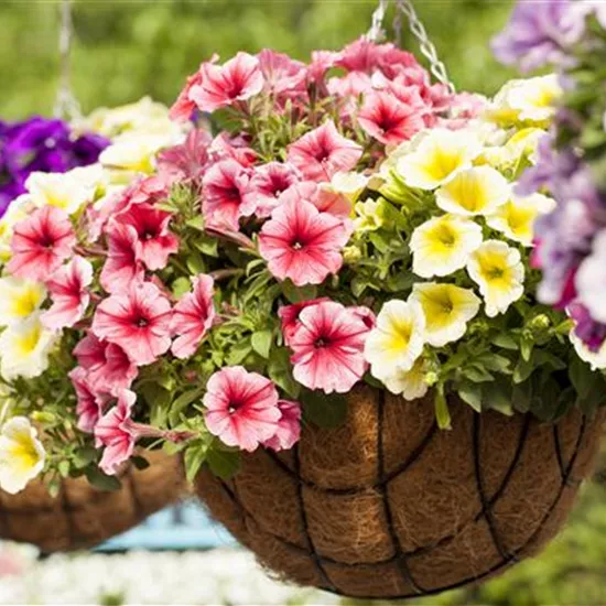 Petunia 'Potunia'®