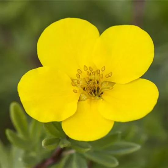 Potentilla fruticosa