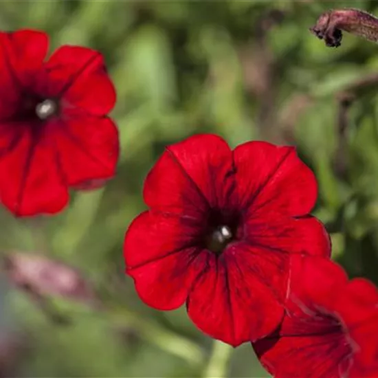 Petunia 'SURFINIA'™