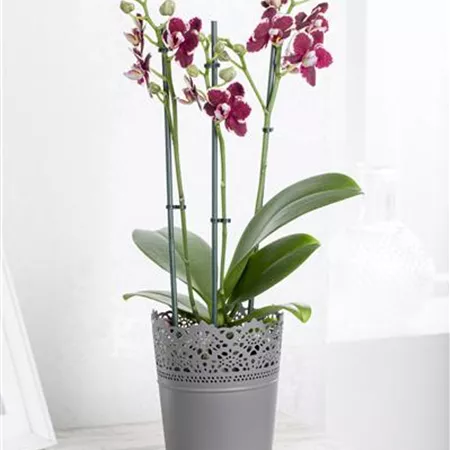 Phalaenopsis Phalaenopsis