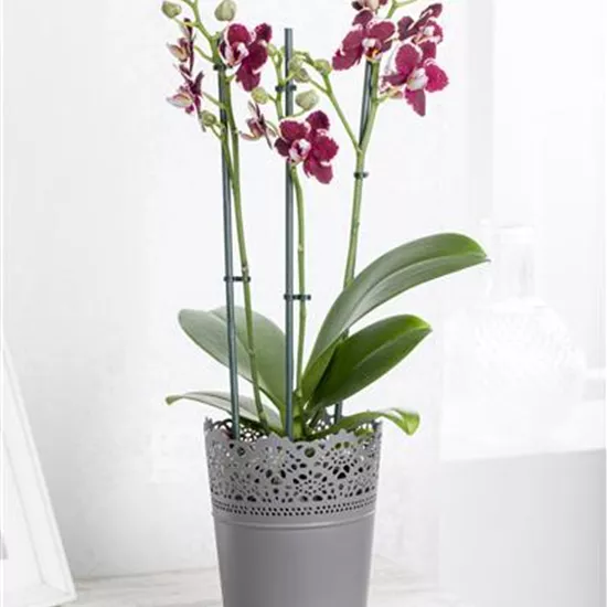 Phalaenopsis Phalaenopsis