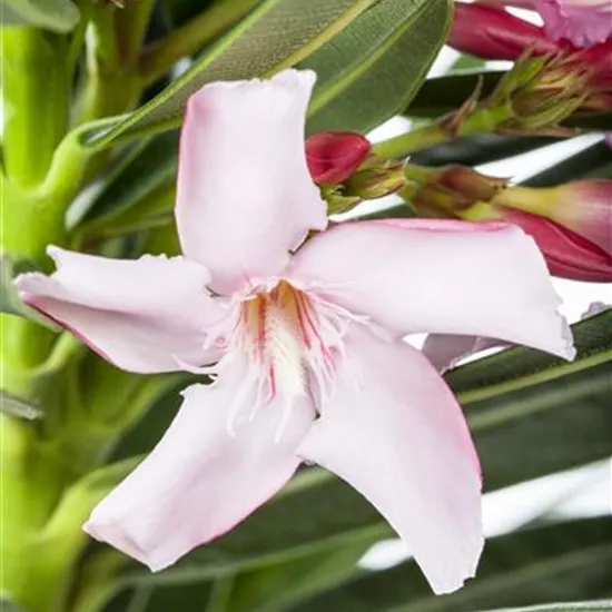 Nerium oleander Nerium oleander