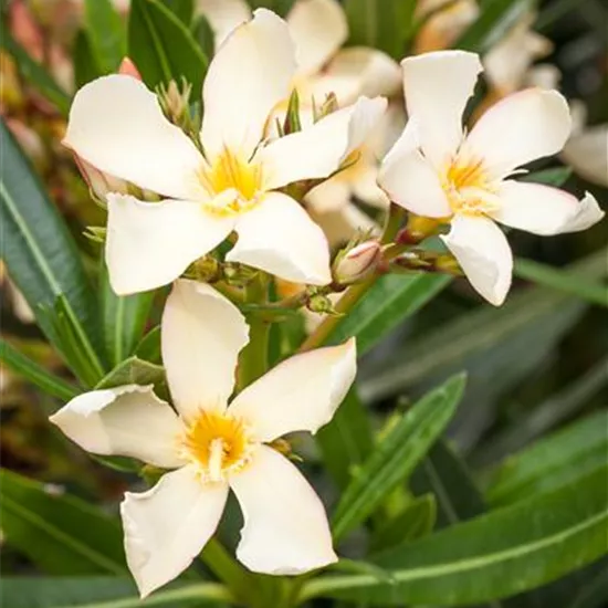 Nerium oleander, gelb Nerium oleander, gelb