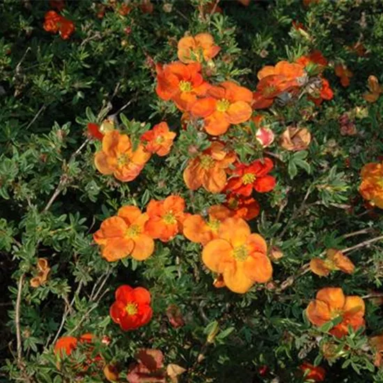 Potentilla fruticosa 'Red Ace'