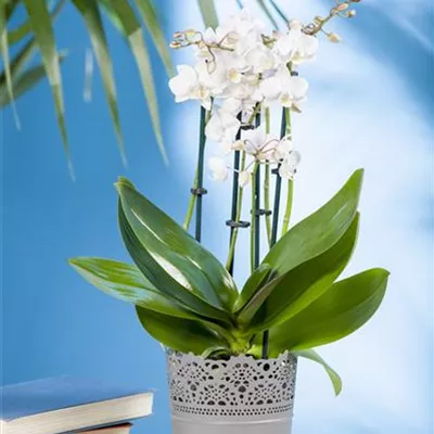 Phalaenopsis multiflora Phalaenopsis multiflora