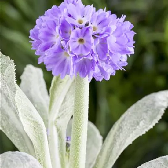 Primula denticulata