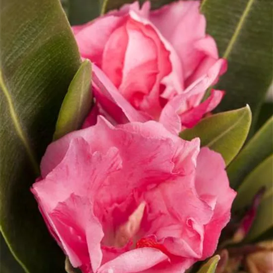 Nerium oleander, rosa Nerium oleander, rosa