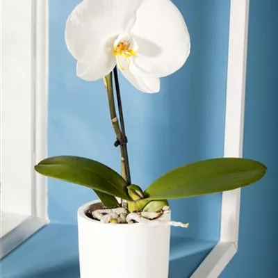 Phalaenopsis 'Singolo'® Phalaenopsis 'Singolo'®