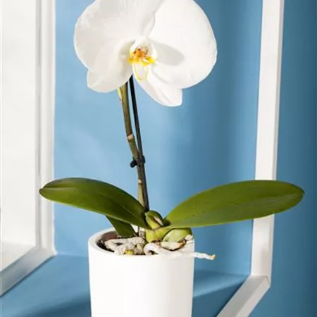 Phalaenopsis 'Singolo'® Phalaenopsis 'Singolo'®