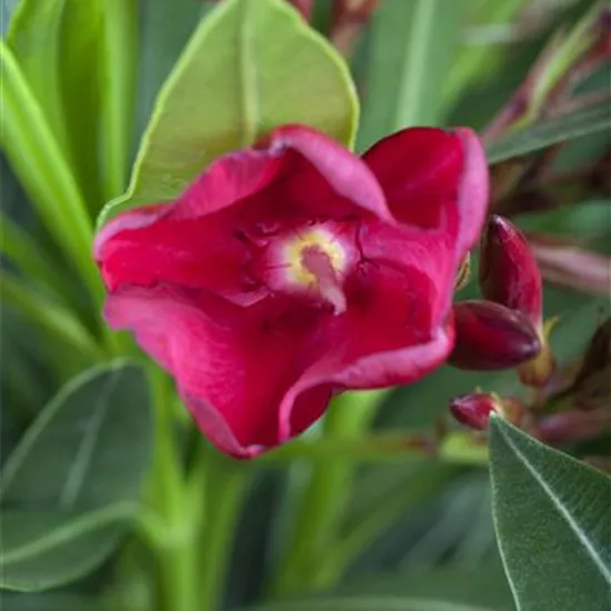 Nerium oleander, rot