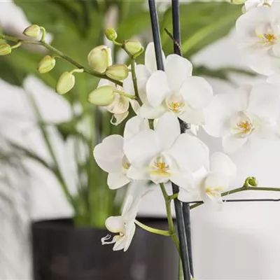 Phalaenopsis 'Tropic Snowball' Phalaenopsis 'Tropic Snowball'