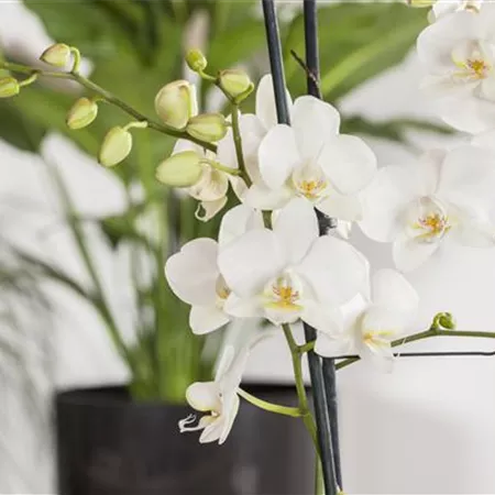 Phalaenopsis 'Tropic Snowball' Phalaenopsis 'Tropic Snowball'