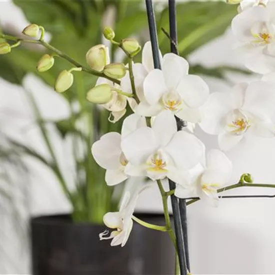 Phalaenopsis 'Tropic Snowball' Phalaenopsis 'Tropic Snowball'