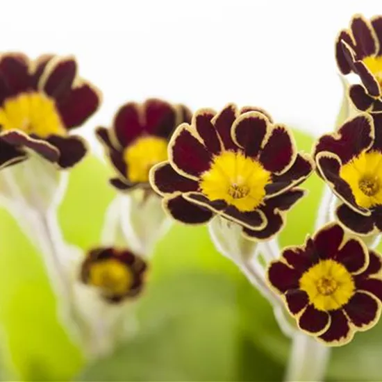 Primula elatior 'Victoriana'