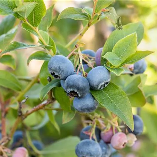 Heidelbeeren pflanzen und pflegen leicht gemacht
