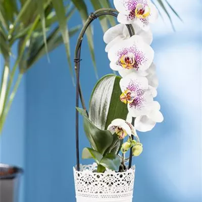 Phalaenopsis 'Waterfall' Phalaenopsis 'Waterfall'