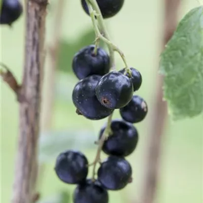 Ribes nigrum Ribes nigrum
