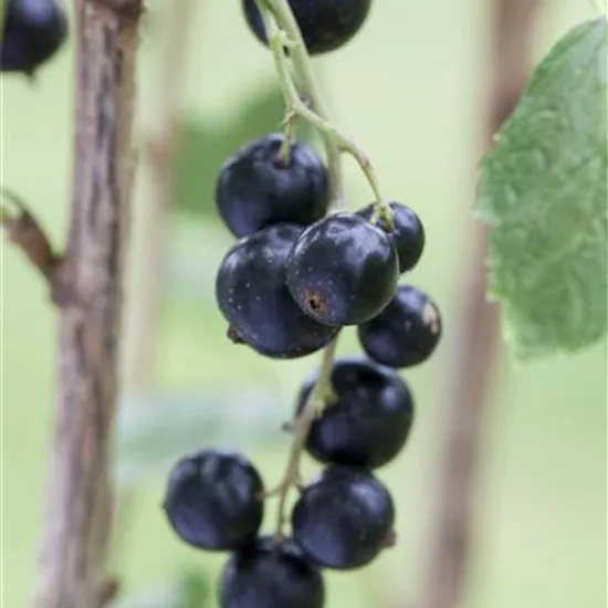 Ribes nigrum Ribes nigrum