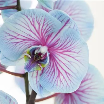 Phalaenopsis, blau Phalaenopsis, blau