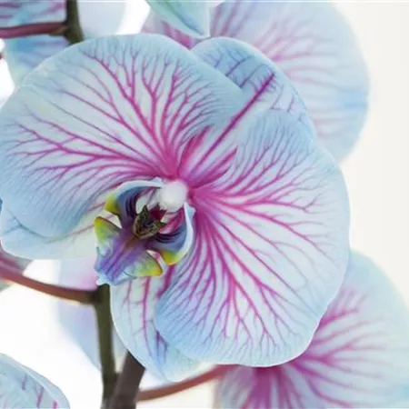 Phalaenopsis, blau Phalaenopsis, blau