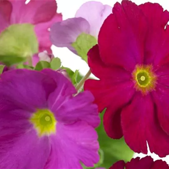 Primula obconica 'Touch Me'®