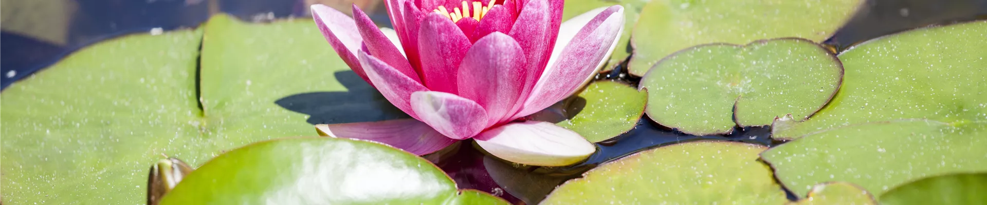 GS444994.jpg GS444994.jpg