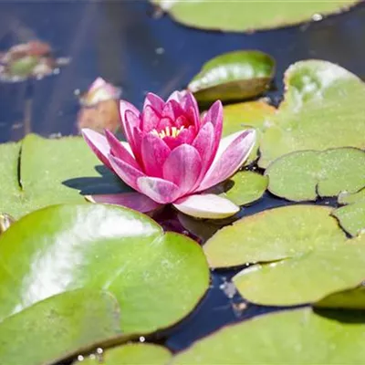 Wasserpflanzen Wasserpflanzen