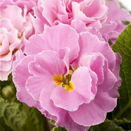 Primula vulgaris, gefüllt