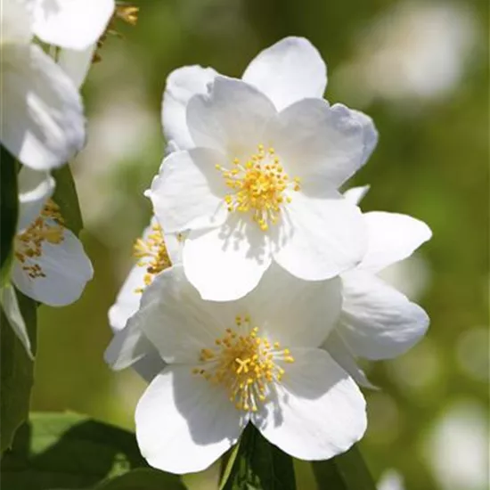 Philadelphus 'Belle Etoile'