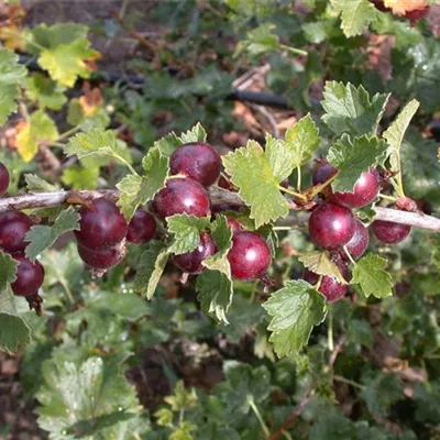 Ribes x nidigrolaria Ribes x nidigrolaria