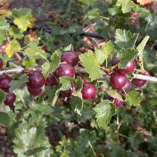 Ribes x nidigrolaria Ribes x nidigrolaria