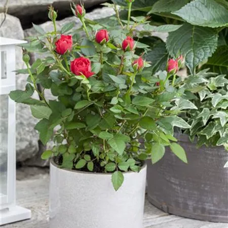 Rosa Kordana® Rosa Kordana®