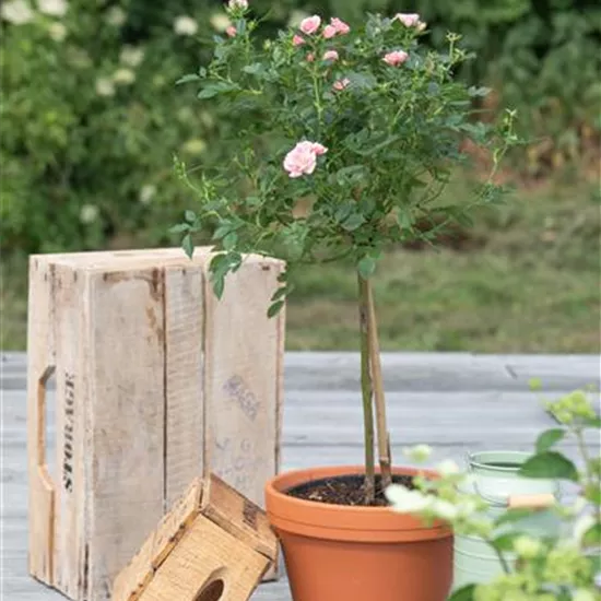 Rosa, Stamm Rosa, Stamm