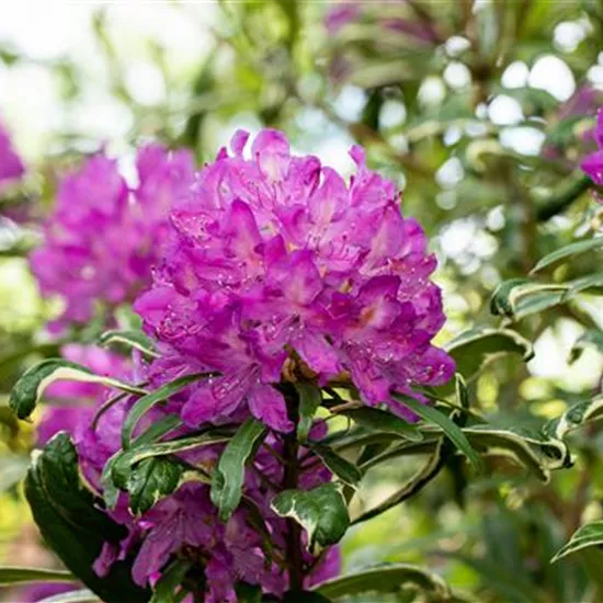 Immer gut in Form – Rhododendron zurückschneiden Immer gut in Form – Rhododendron zurückschneiden