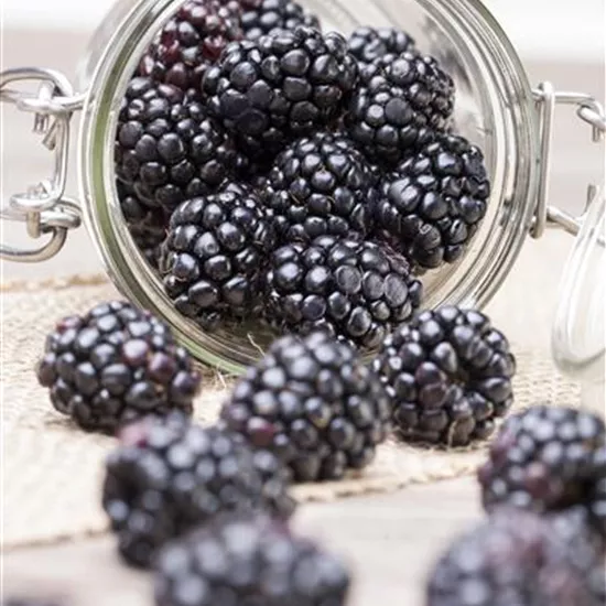 Rubus fruticosus Rubus fruticosus