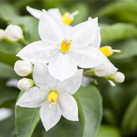 Solanum jasminoides