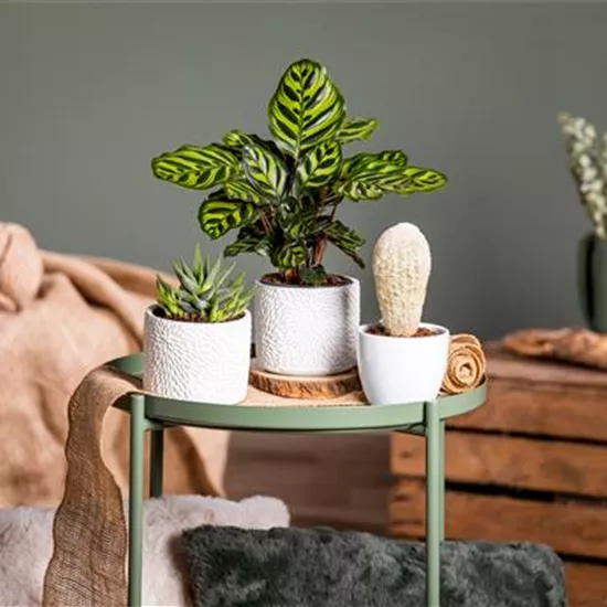 Kakteen und Sukkulenten – Die beliebtesten Kandidaten