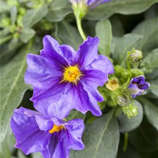 Solanum rantonnetii