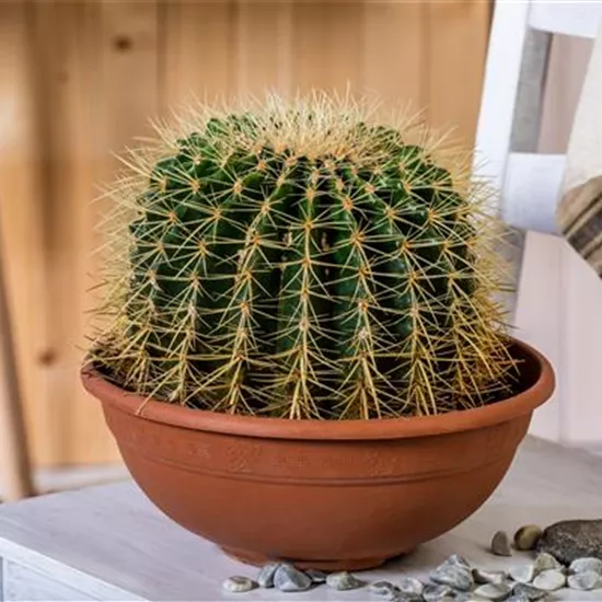 Kakteen und Sukkulenten kaufen für ein tolles Klima