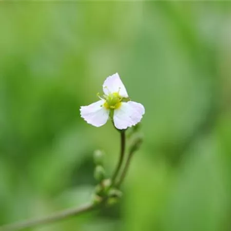Sagittaria sagittifolia Sagittaria sagittifolia