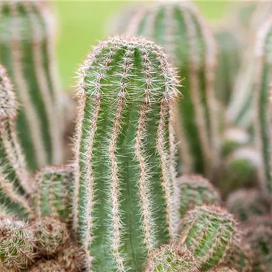 Kakteen und Sukkulenten pflegen für glückliche Pflanzenfreunde