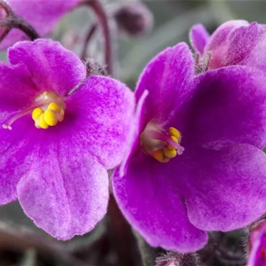 Saintpaulia ionantha