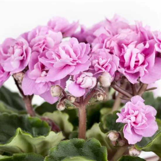 Saintpaulia ionantha, gefüllt