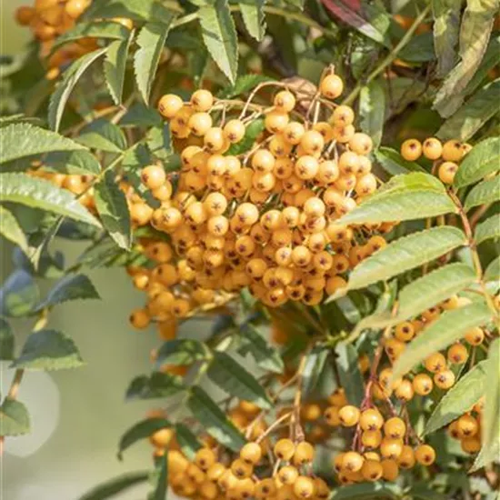 Sorbus aucuparia 'Autumn Spire'®