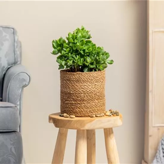 Moderne Raumgestaltung mit Kakteen und Sukkulenten Moderne Raumgestaltung mit Kakteen und Sukkulenten