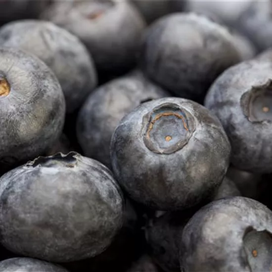 Vaccinium myrtillus Vaccinium myrtillus