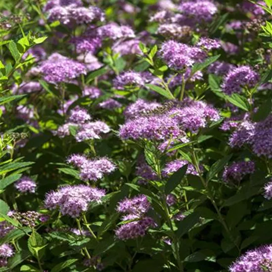 Spiraea japonica