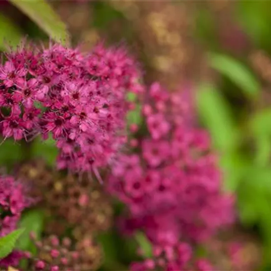 Spiraea japonica 'Anthony Waterer'