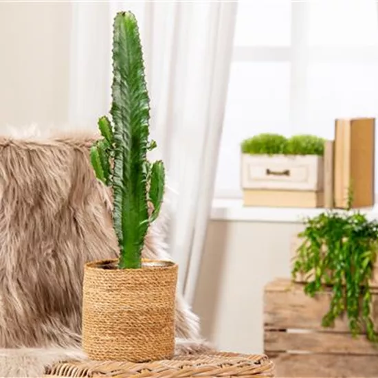 Kakteen und Sukkulenten schneiden – Ja oder nein? Kakteen und Sukkulenten schneiden – Ja oder nein?